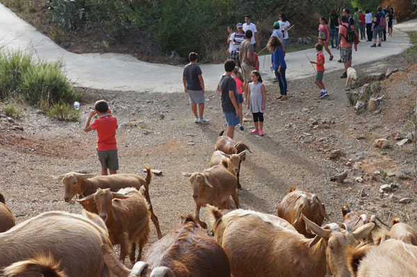 Following the flock  